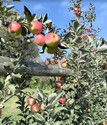 Ripe apples hanging on a branch in the orchard
