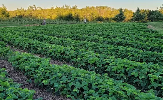 Families picking strawberries in the rows at sunset
