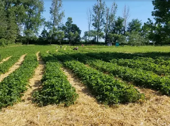 Rows of strawberry plants at Red Wing Orchards in early summer