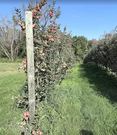 A trellised row of apple trees along a grassy lane