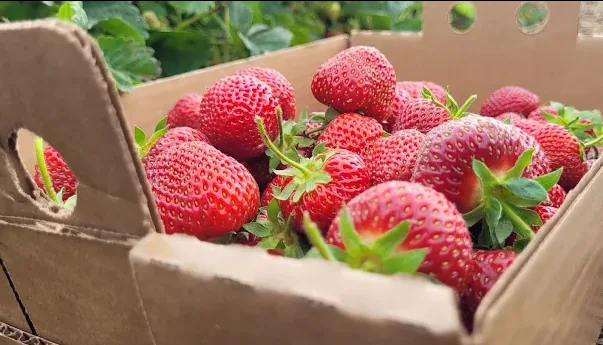 A full box of ripe U-Pick strawberries from the farm