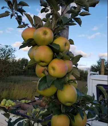 Golden apples on the tree in the Red Wing Orchards apple orchard