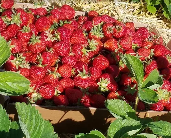 Freshly picked June strawberries in a box at Red Wing Orchards
