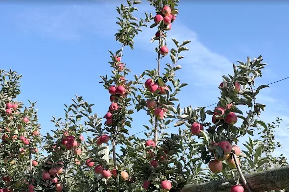 Apple trees full of ripe apples at Red Wing Orchards near Red Wing, Minnesota