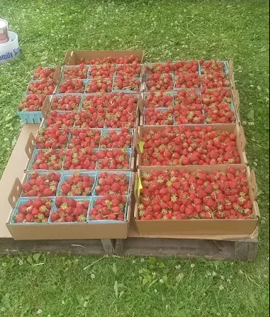 Flats of fresh-picked strawberries on a pallet in the grass
